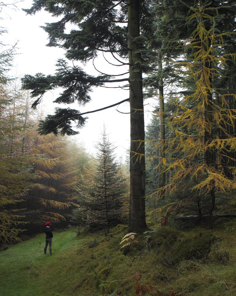 A walker on a path through a misty cedar forest