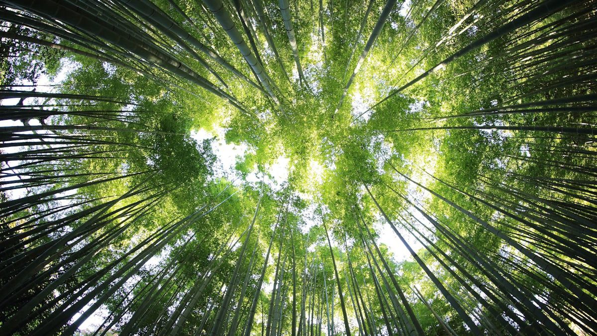 Looking up through a green bamboo canopy towards the light