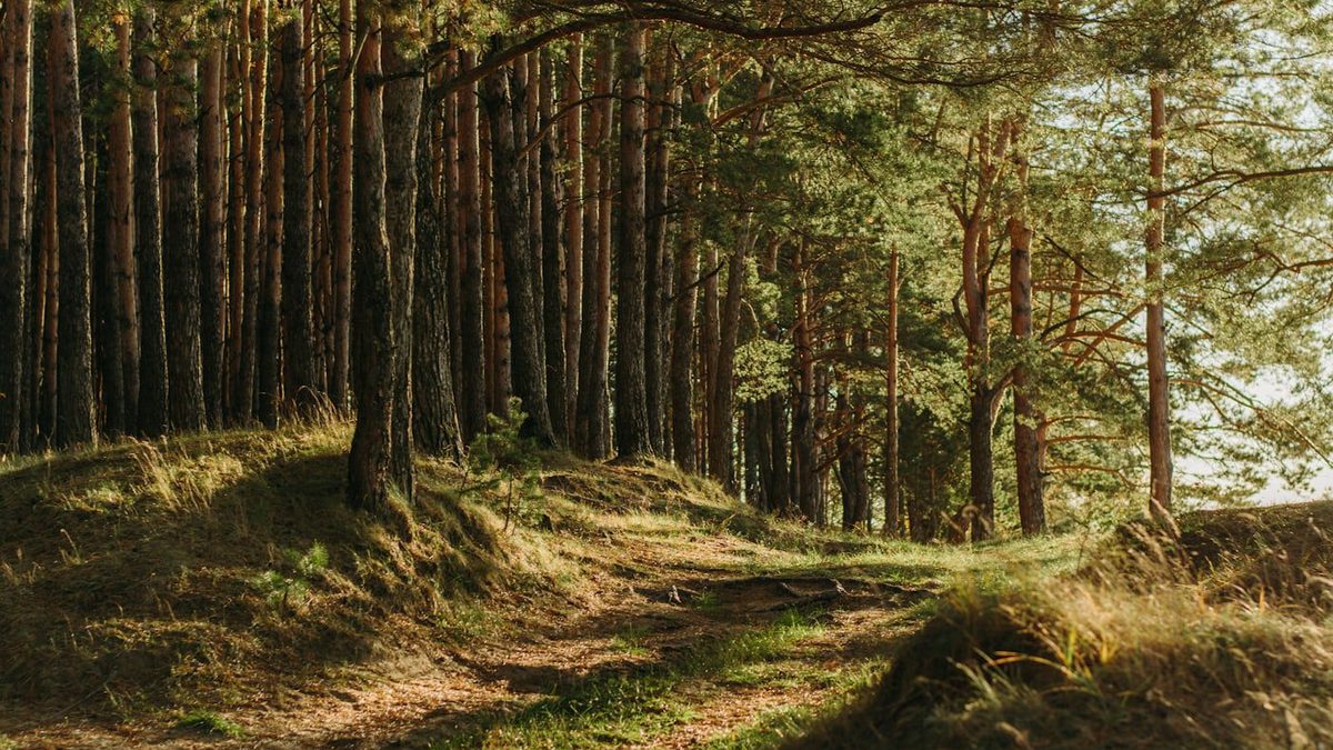 A sunlit path through a quiet pine forest